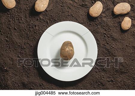 Potato an a white dish on soil View Large Photo Image Stock Photography - Potato an a white dish on soil. Fotosearch
