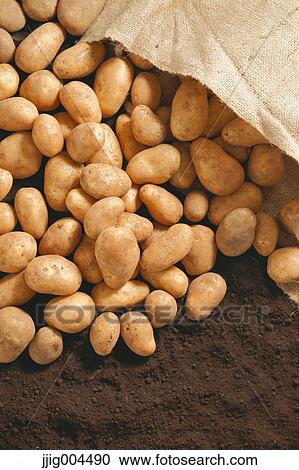 Potatoes on soil View Large Photo Image Stock Image - Potatoes on soil. Fotosearch