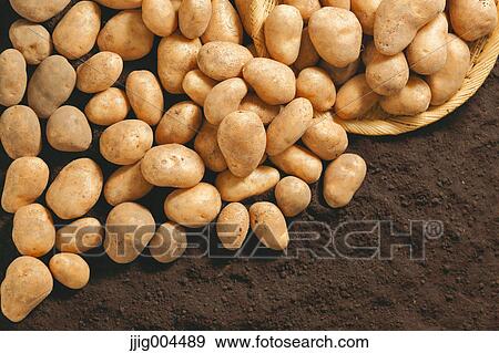Potatoes on soil View Large Photo Image Stock Photo - Potatoes on soil. Fotosearch