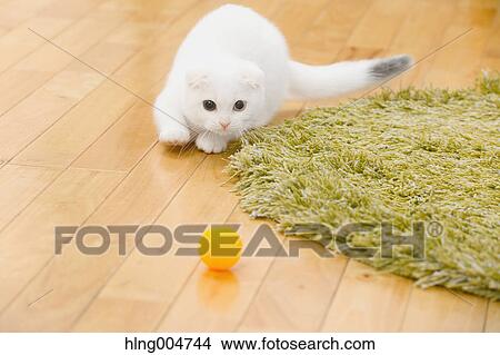 Scottish fold cat in the living room View Large Photo Image Picture - Scottish fold cat in the living room. Fotosearch
