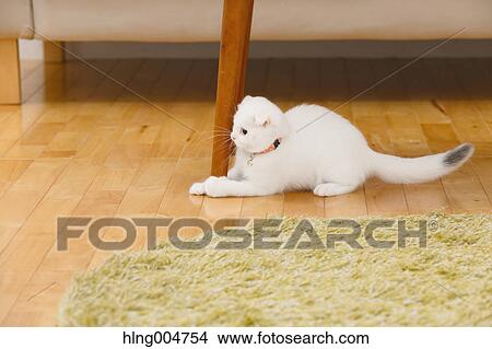 Scottish fold cat in the living room View Large Photo Image Picture - Scottish fold cat in the living room. Fotosearch