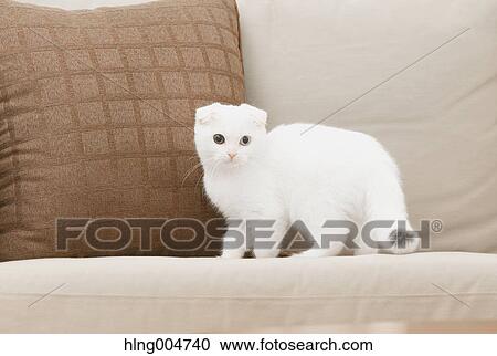 Scottish fold cat in the living room View Large Photo Image Stock Image - Scottish fold cat in the living room. Fotosearch