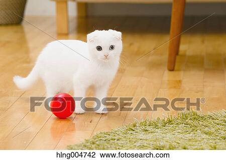 Scottish fold cat in the living room View Large Photo Image Stock Image - Scottish fold cat in the living room. Fotosearch