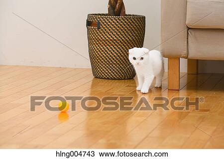 Scottish fold cat in the living room View Large Photo Image Stock Image - Scottish fold cat in the living room. Fotosearch
