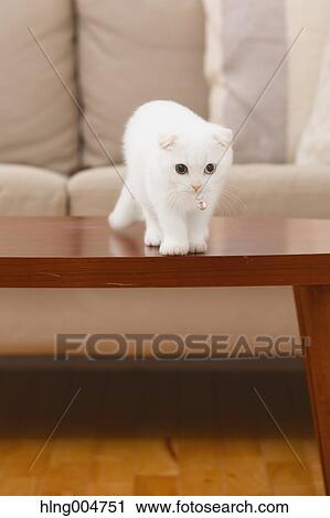 Scottish fold cat in the living room View Large Photo Image Stock Image - Scottish fold cat in the living room. Fotosearch