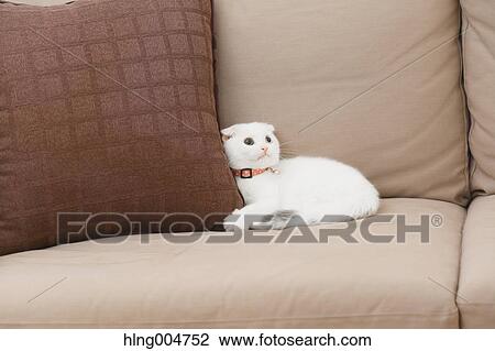 Scottish fold cat in the living room View Large Photo Image Stock Image - Scottish fold cat in the living room. Fotosearch