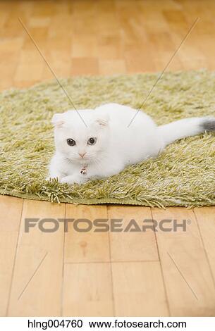 Scottish fold cat in the living room View Large Photo Image Stock Image - Scottish fold cat in the living room. Fotosearch