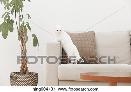 Stock Photo - Scottish fold cat in the living room. Fotosearch