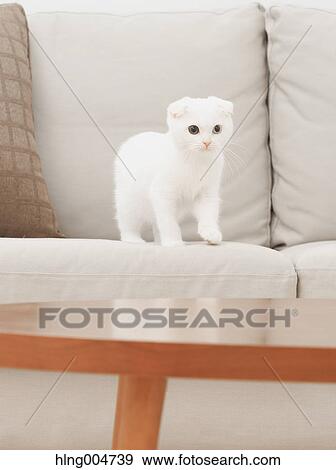 Scottish fold cat in the living room View Large Photo Image Stock Photo - Scottish fold cat in the living room. Fotosearch