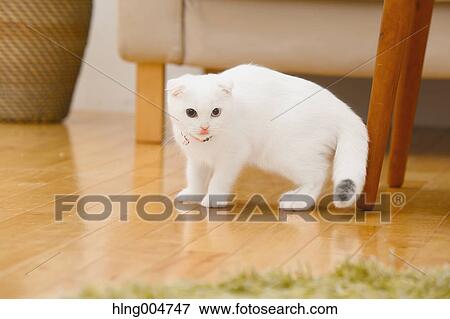 Scottish fold cat in the living room View Large Photo Image Stock Photo - Scottish fold cat in the living room. Fotosearch