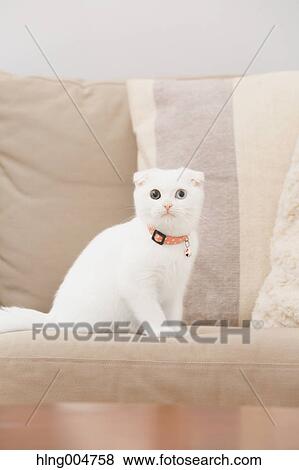 Scottish fold cat in the living room View Large Photo Image Stock Photo - Scottish fold cat in the living room. Fotosearch