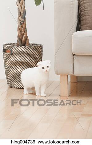 Scottish fold cat in the living room View Large Photo Image Stock Photograph - Scottish fold cat in the living room. Fotosearch