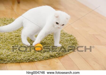 Scottish fold cat in the living room View Large Photo Image Stock Photograph - Scottish fold cat in the living room. Fotosearch