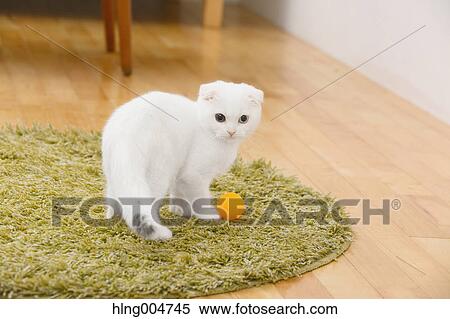 Scottish fold cat in the living room View Large Photo Image Stock Photography - Scottish fold cat in the living room. Fotosearch