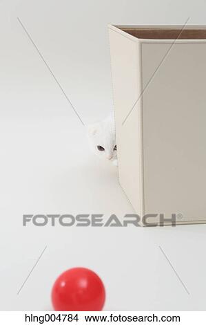 Scottish fold View Large Photo Image Picture - Scottish fold. Fotosearch