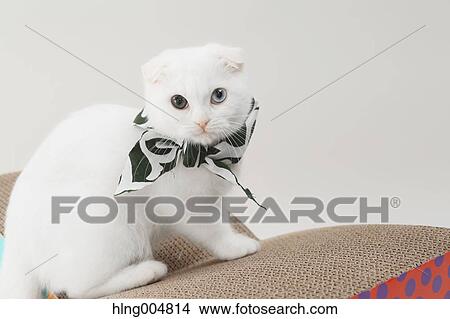 Scottish fold View Large Photo Image Picture - Scottish fold. Fotosearch