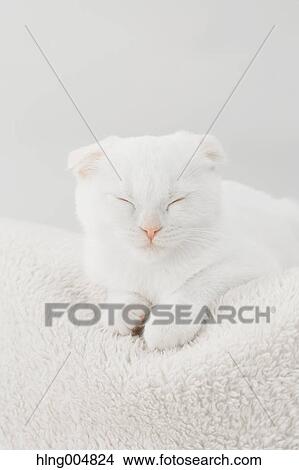 Scottish fold View Large Photo Image Picture - Scottish fold. Fotosearch