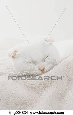 Scottish fold View Large Photo Image Picture - Scottish fold. Fotosearch