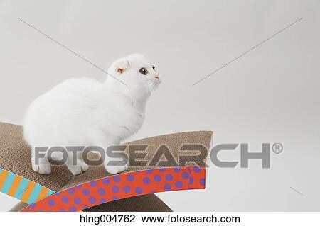 Scottish fold View Large Photo Image Stock Image - Scottish fold. Fotosearch