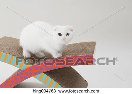 Scottish fold View Large Photo Image Stock Image - Scottish fold. Fotosearch