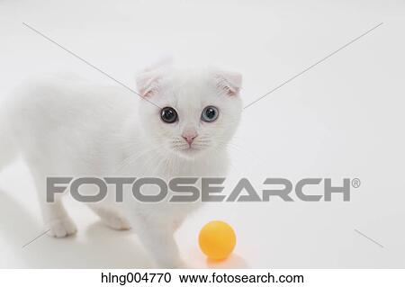 Stock Image - Scottish fold. Fotosearch