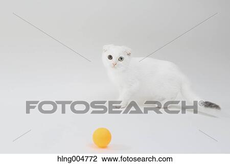 Scottish fold View Large Photo Image Stock Image - Scottish fold. Fotosearch