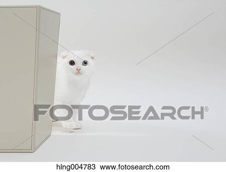 Scottish fold View Large Photo Image Stock Image - Scottish fold. Fotosearch