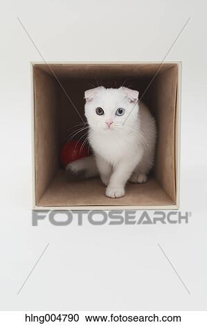 Scottish fold View Large Photo Image Stock Image - Scottish fold. Fotosearch