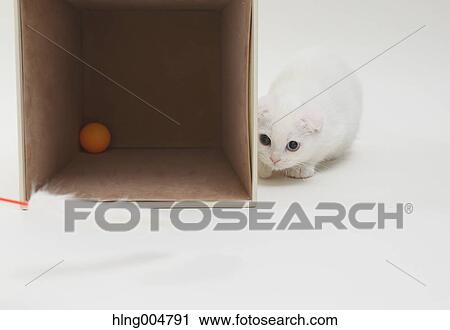 Scottish fold View Large Photo Image Stock Image - Scottish fold. Fotosearch