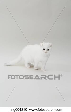Scottish fold View Large Photo Image Stock Image - Scottish fold. Fotosearch