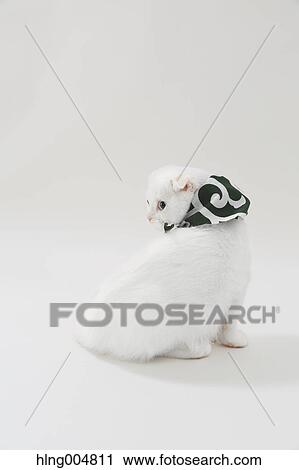 Scottish fold View Large Photo Image Stock Image - Scottish fold. Fotosearch