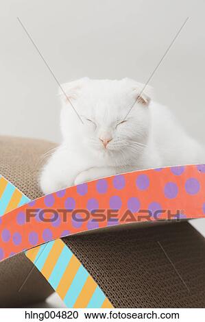 Scottish fold View Large Photo Image Stock Image - Scottish fold. Fotosearch