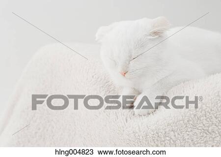 Scottish fold View Large Photo Image Stock Image - Scottish fold. Fotosearch