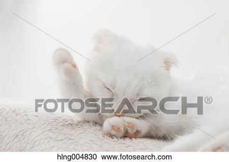 Stock Image - Scottish fold. Fotosearch