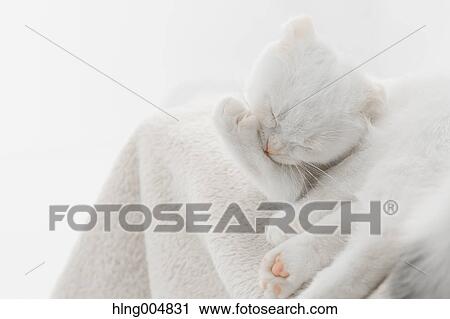 Stock Image - Scottish fold. Fotosearch