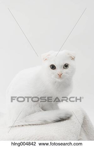 Scottish fold View Large Photo Image Stock Image - Scottish fold. Fotosearch