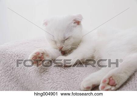 Scottish fold View Large Photo Image Stock Image - Scottish fold. Fotosearch