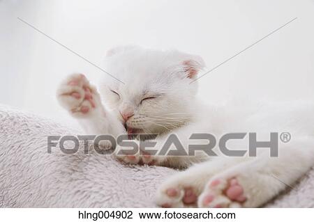 Scottish fold View Large Photo Image Stock Image - Scottish fold. Fotosearch