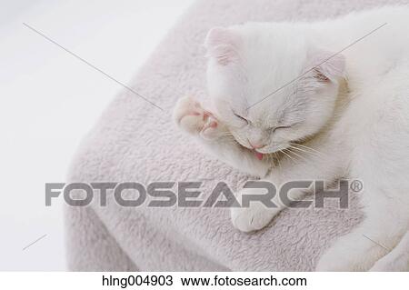 Scottish fold View Large Photo Image Stock Image - Scottish fold. Fotosearch