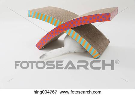 Scottish fold View Large Photo Image Stock Photo - Scottish fold. Fotosearch