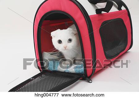 Scottish fold View Large Photo Image Stock Photo - Scottish fold. Fotosearch