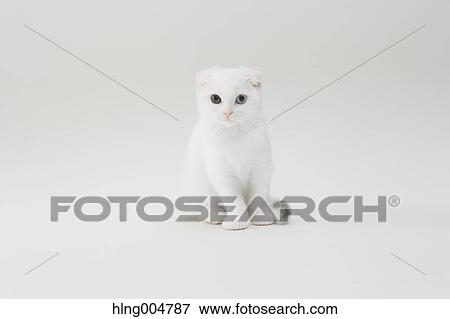 Scottish fold View Large Photo Image Stock Photo - Scottish fold. Fotosearch