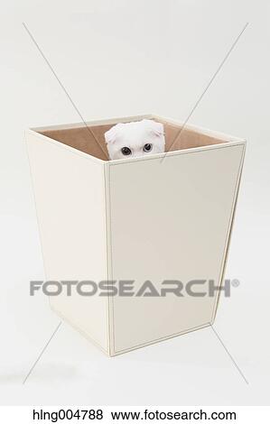 Scottish fold View Large Photo Image Stock Photo - Scottish fold. Fotosearch