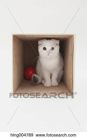 Stock Photo - Scottish fold. Fotosearch