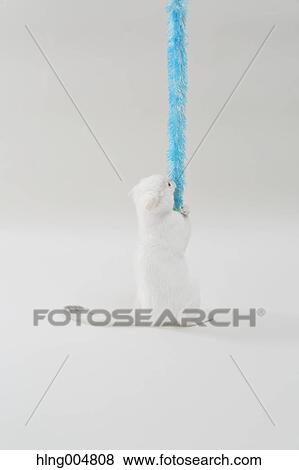 Scottish fold View Large Photo Image Stock Photo - Scottish fold. Fotosearch