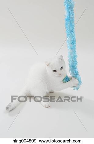 Scottish fold View Large Photo Image Stock Photo - Scottish fold. Fotosearch