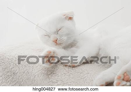 Stock Photo - Scottish fold. Fotosearch