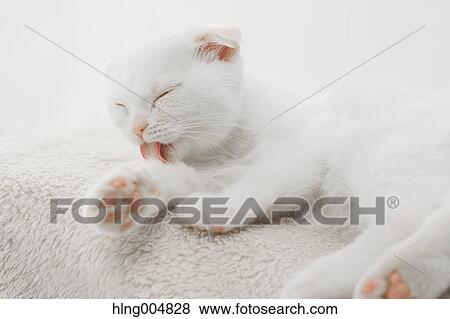 Scottish fold View Large Photo Image Stock Photo - Scottish fold. Fotosearch