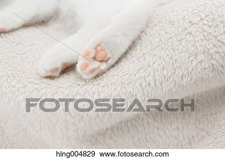 Scottish fold View Large Photo Image Stock Photo - Scottish fold. Fotosearch