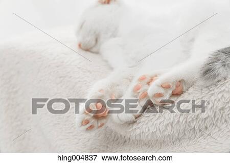 Scottish fold View Large Photo Image Stock Photo - Scottish fold. Fotosearch